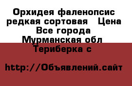 Орхидея фаленопсис редкая сортовая › Цена ­ 800 - Все города  »    . Мурманская обл.,Териберка с.